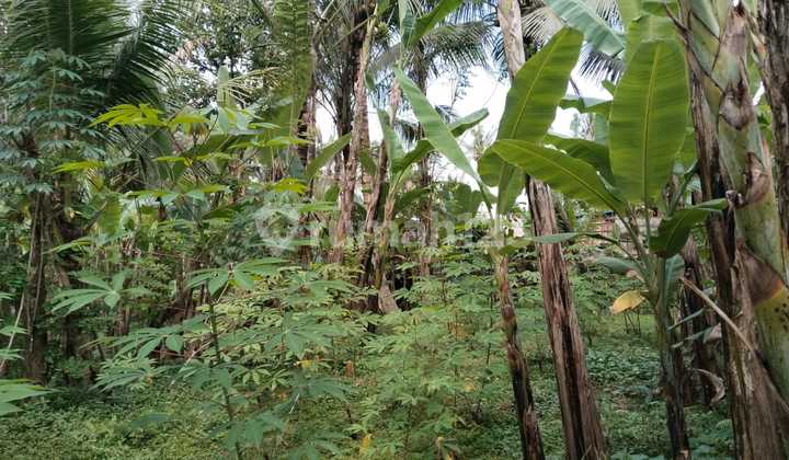 BUC TANAH PREMIUM DEKAT THE KAYON JUNGLE RESORT PAYANGAN UBUD