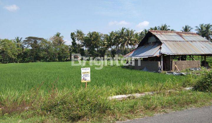 SAWAH VIEW GUNUNG MERAPI DI AREA WISATA JOGJA TIMUR PLUMBON, SINDUMARTANI 1