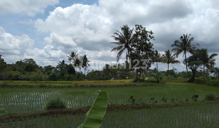 Sawah Produktif Pakem Sawah Produktif Pakem
