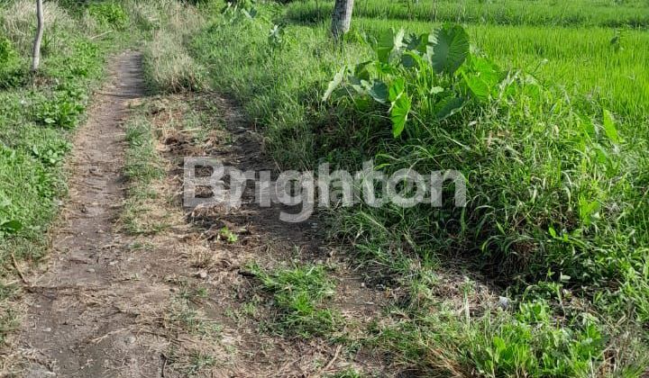 Sawah Jogja Utara, selangkah jl. Pandanaran kampus UII Kaliurang km 11 