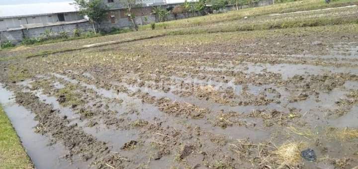 Dijual Sawah Luas Cocok Buat Investasi Pertanian Ampeldento Karangploso 1