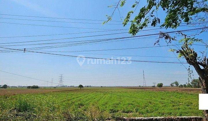 Tanah Sawah di Jalan Raya Tambelang 2