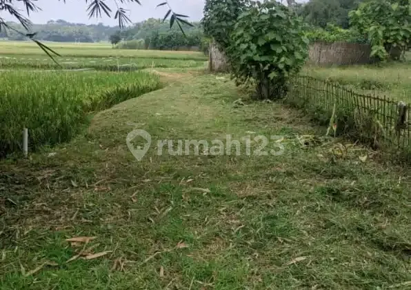 Kebun Jambu Air Yang Aktif Berbuah Di Kp Ridogalih Cibarusah Bekasi Kebun Jambu Air Yang Aktif Berbuah Di Kp Ridogalih Cibarusah Bekasi