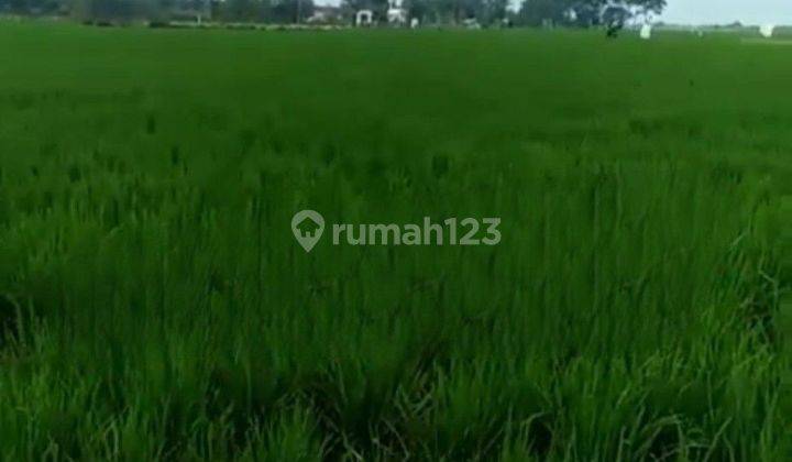 Tanah Sawah di Karawang Akses Sangat Strategis 2