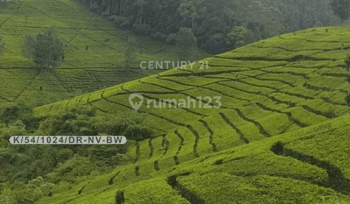 Tanah Kebun Teh Di Pasir Eurih Ponderosa Tenjolaya Ciwidey 1