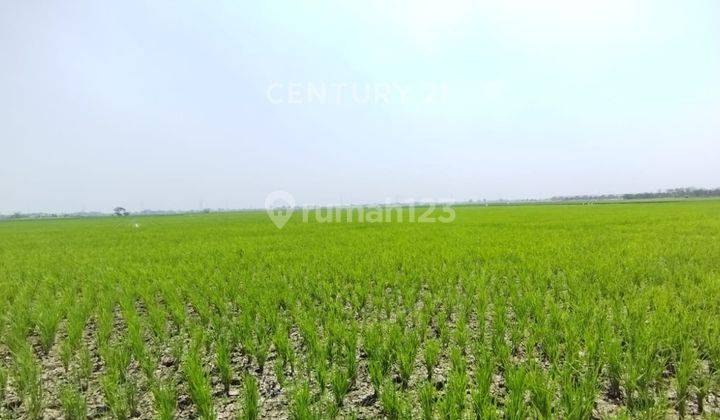 Dijual Tanah Sawah Produktif Di Bekasi Cw11541 1