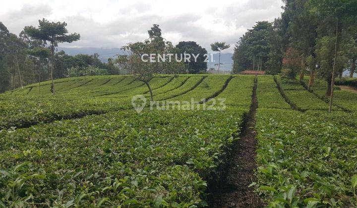 Tanah Kebun Teh Di Pasir Eurih Ponderosa Tenjolaya Ciwidey 2