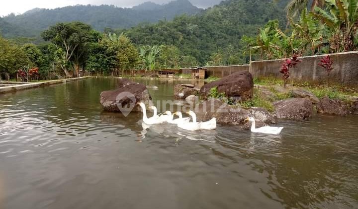 Nah ini yg menyatu dg alam tapi bukan di hutan 6
