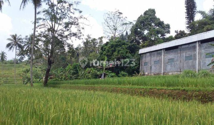 Villa yang luas dan produktif persawahan di Ciawi 6