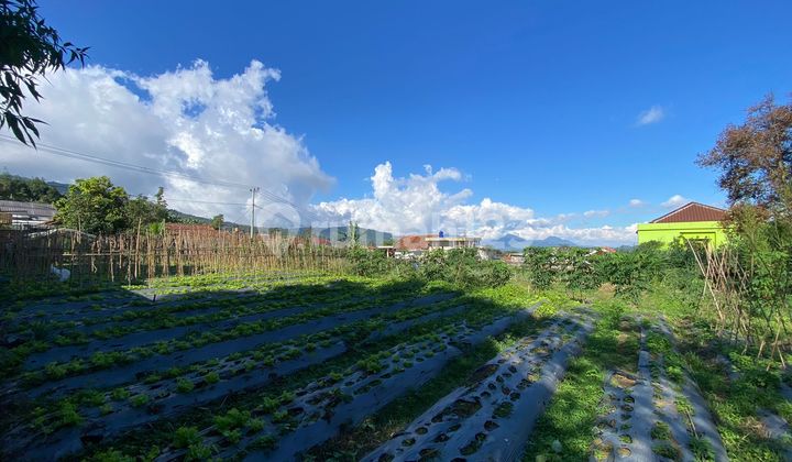 Quick Sale Mature Land Suitable for Tourist Villa at Best Price in Lembang