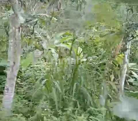 Dijual Tanah Trawas daerah Sekuti Dijual Tanah Trawas daerah Sekuti