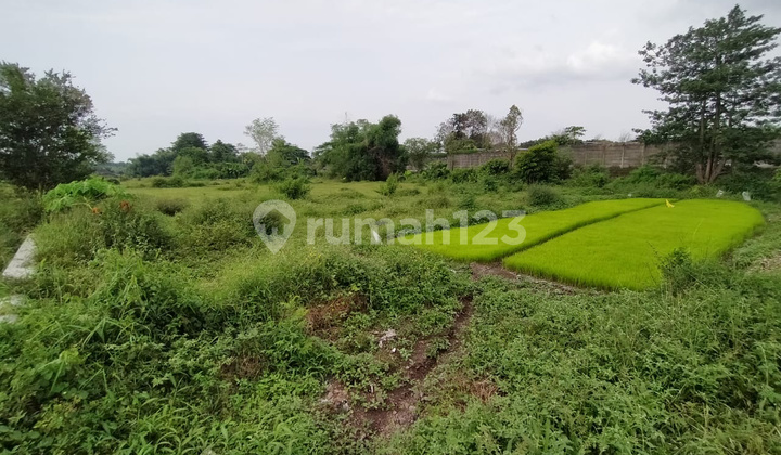 Tanah Krangkeng Wetan Dukuhsari Sukorejo Pasuruan Tanah Krangkeng Wetan Dukuhsari Sukorejo Pasuruan