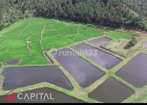 Jual Cepat Tanah Dengan View Gunung Klabat Desa Pinilih Dimembe  1