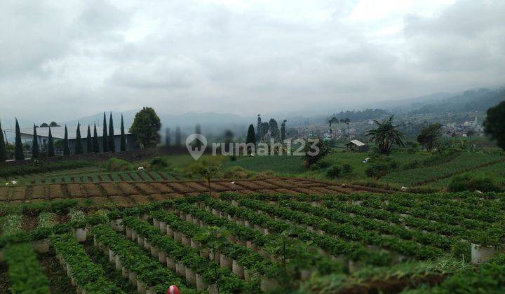 Tanah kebun masih produktif SHM dekat tol soroja 2