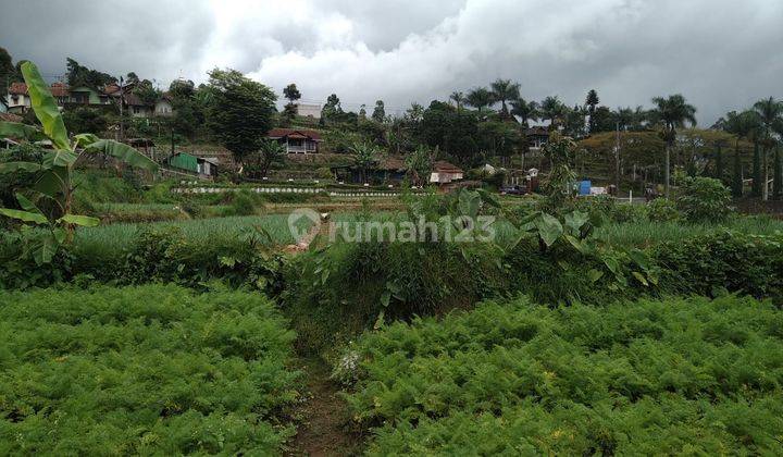 Tanah kebun masih produktif SHM dekat tol soroja 1