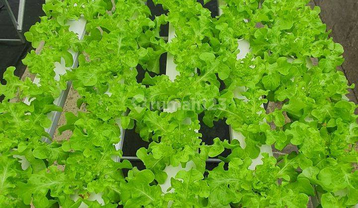 Dijual Green House Trawas Aktif Dan Terawat  2