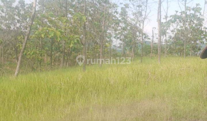 Dijual Tanah Murah untuk Perumahan  di Jl. Banyumeneng Mranggen Semarang 2