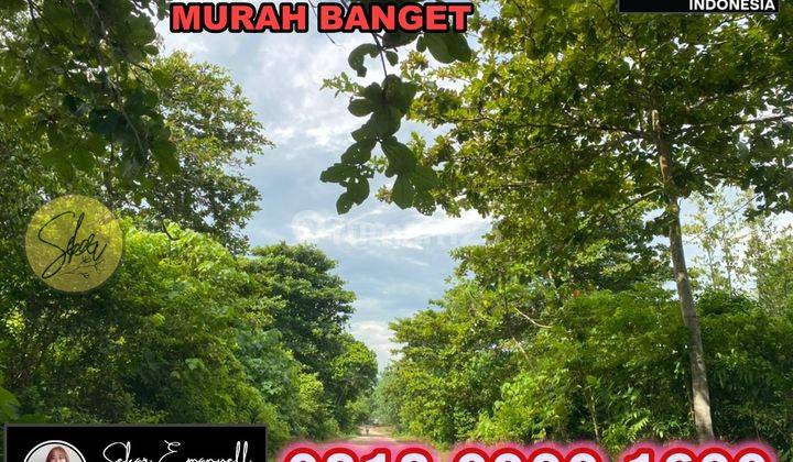 Tanah Pantai Carita Pasir Putih Cocok Bangun Hotel Bintang Lima  9