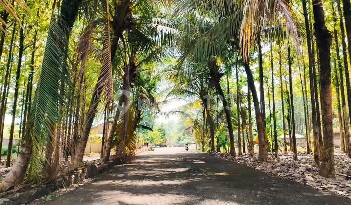 Tanah Murah Siap Bangun Lokasi Strategis Kota Bogor 5.4Hektar Tanah Murah Siap Bangun Lokasi Strategis Kota Bogor 5.4Hektar