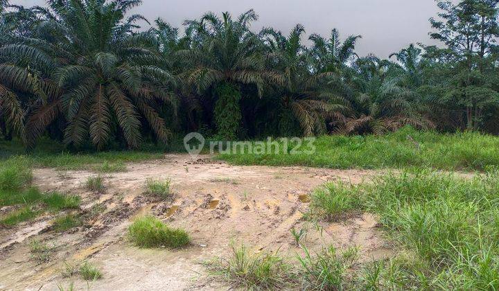 Dijual Tanah Dan Kebun Sawit 55 Hectare Di Palembang Shm 1