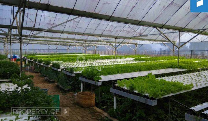 Gudang dan Greenhouse Sayuran Hidroponik di Lembang SHM 1