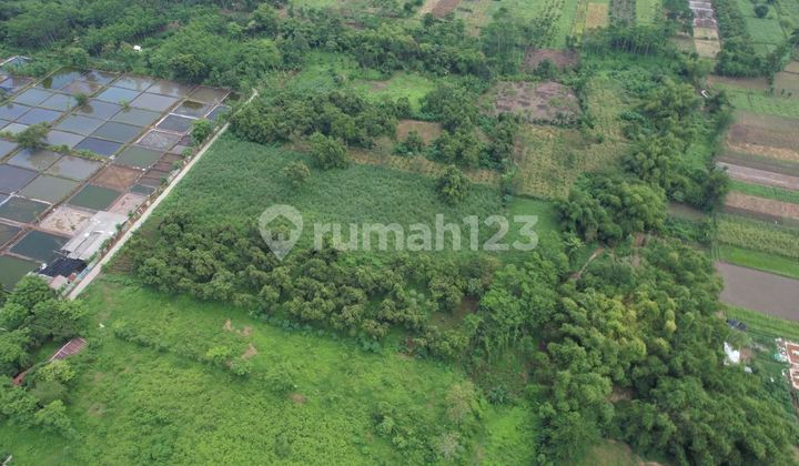 Jual Tanah Kebun di Desa Tebas Gondang Wetan Pasuruan Jawa Timur