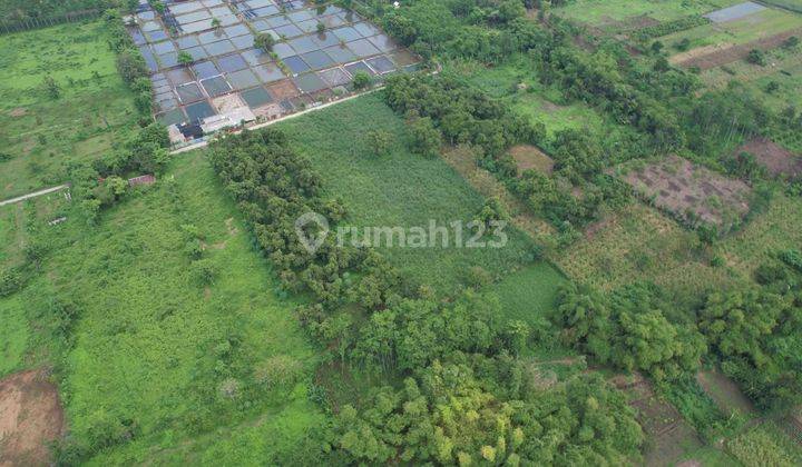 Jual Tanah Kebun Pasuruan SHM Murah Hanya 300 M Dari Jalan Raya  1