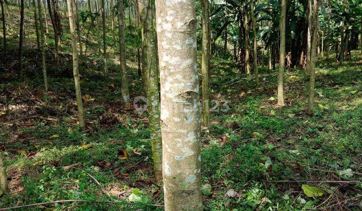 Dijual Tanah Kebun Sertifikat Hak Milik Cocok Untuk Peternakan di Cigudeg, Bogor 2