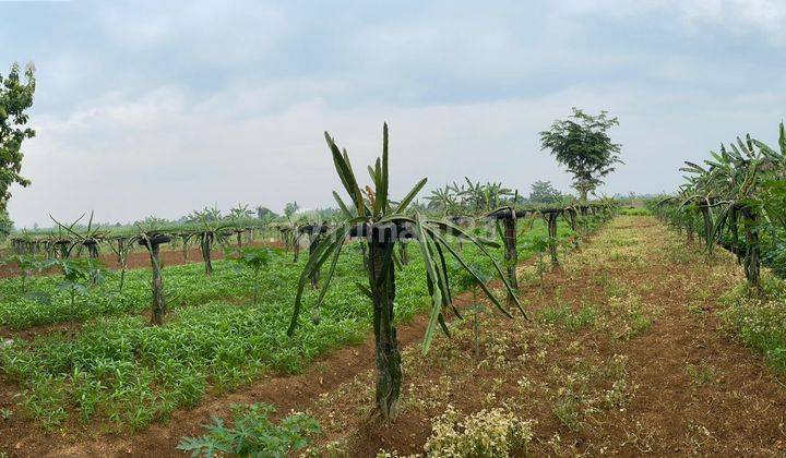 Dijual Tanah 9350 M2 Dan Rumah Luas Bangunan 250 M2 di Kp Bojong, Kemang 10