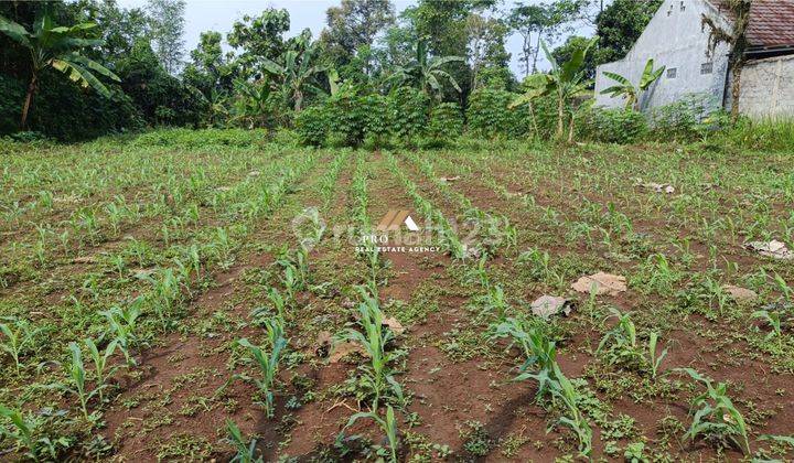 Dijual Tanah Kosong Siap Bangun di Cimamburan, Dramaga Bogor 2