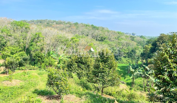 Tanah Perkebunan Siap Panen - Peluang Investasi Menarik Tanah Perkebunan Siap Panen - Peluang Investasi Menarik