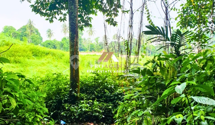 Land Plots in a Comfortable and Lush Environment