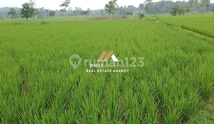 For Sale: 3,780 m2 Rice Field Land with SHM in Cianjur