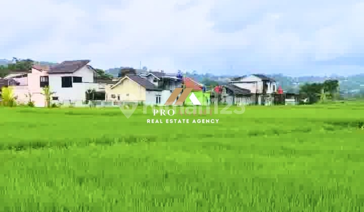 Tanah Sawah Siap Pakai 1,6 Hektare di Ciawi Tanah Sawah Siap Pakai 1,6 Hektare di Ciawi