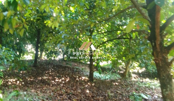 Ready-to-Harvest Plantation Land - Attractive Investment Opportunity