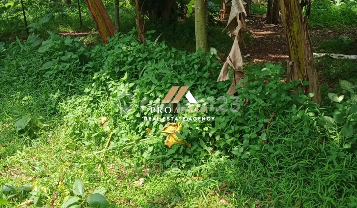 Ready-to-Use Plantation Land - Attractive Investment Opportunity