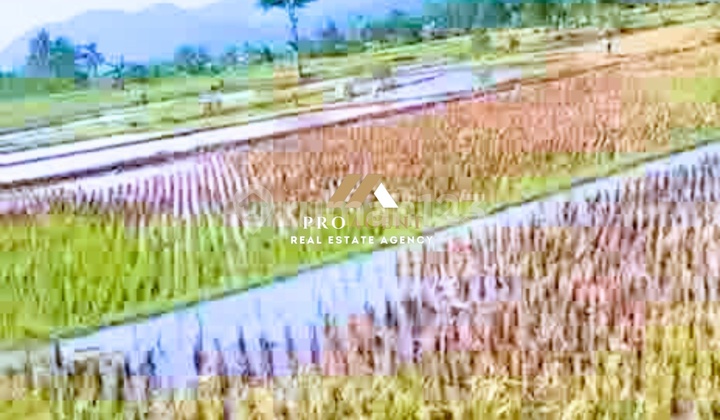 Productive Rice Field Ready to Manage - Profitable Investment