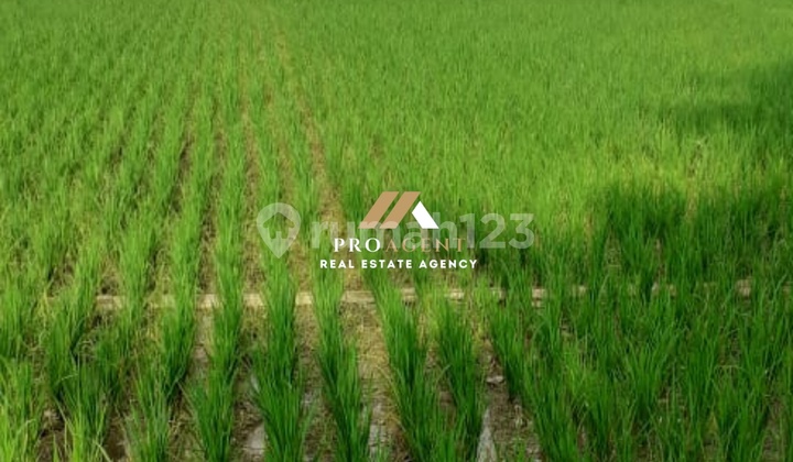 Peluang Investasi Jangka Panjang! Sawah Siap Panen Peluang Investasi Jangka Panjang! Sawah Siap Panen