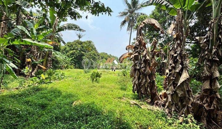 Dijual Tanah 1,3 Hektar Cocok Untuk Peternakan Dan Perkebunan Investasi di Sukamulya, Rumpin 2