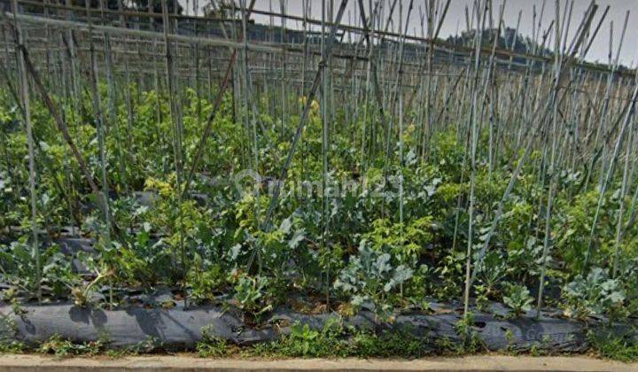 Tanah di Jl Maribaya Timur Cibodas Lembang Kab Bandung 2