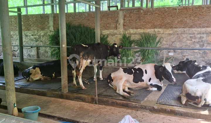 Tanah Luas Di Cipulus Wetan Kec Cilengkrang Kab Bandung