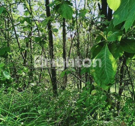 Investasi Tanah Jangka Panjang 2