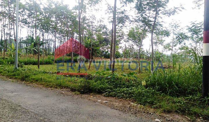 Tanah SHM Di Sekarmojo, Pasuruan. Pinggir Jalan Utama Sekarmojo 3