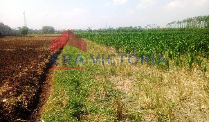 Tanah Sawah Sebelah Pondok Pesantren Lirboyo Masuk Kota Kediri 1