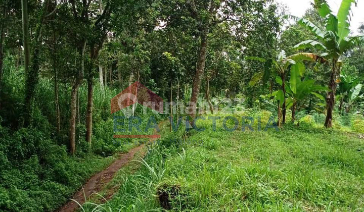 Tanah Desa Jatisari Pasuruan Selangkah Ke Breeding Farm Berdikari