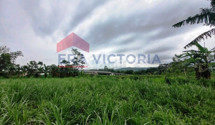 Tanah Luas Dekat Pabrik Gula Otsuka Cocok Buat Cafe Sawah Tanah Luas Dekat Pabrik Gula Otsuka Cocok Buat Cafe Sawah