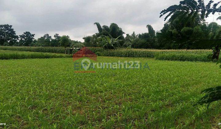 Tanah Sangat Luas Di Pinggir Raya Banyuwangi Jalur Utama Ketapang 5