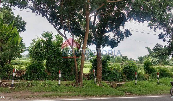 Tanah Sangat Luas Di Pinggir Raya Banyuwangi Jalur Utama Ketapang 11