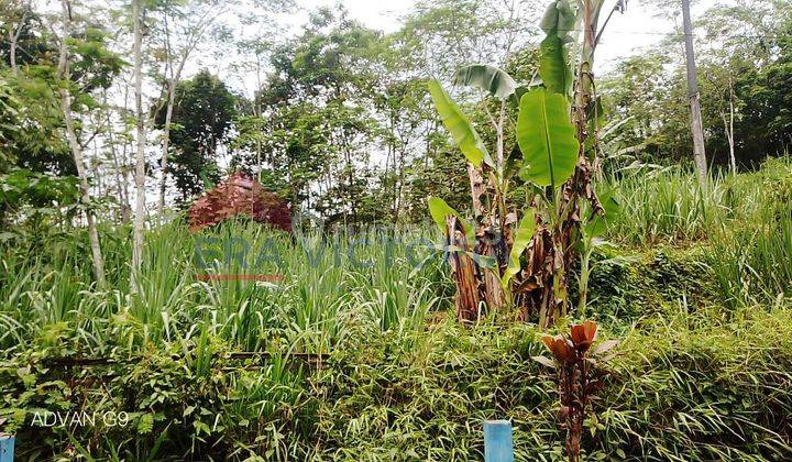 Tanah Jatisari Pakisaji Malang Dekat Wisata Alam Lembah Ken Arok 2