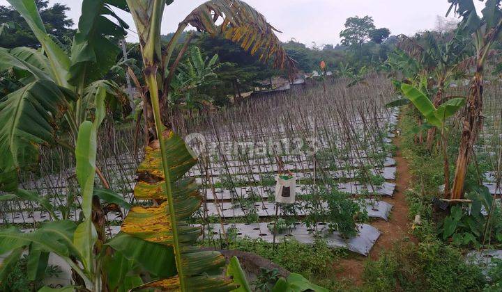 Dijual Cepat Tanah di Bogor. Harga NJOP masih nego  2